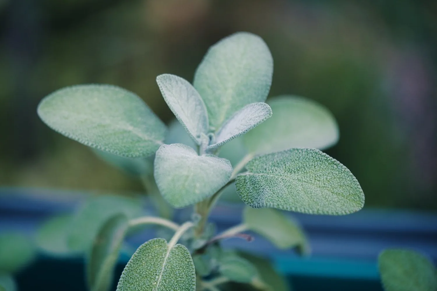 Hojas de planta de interior
