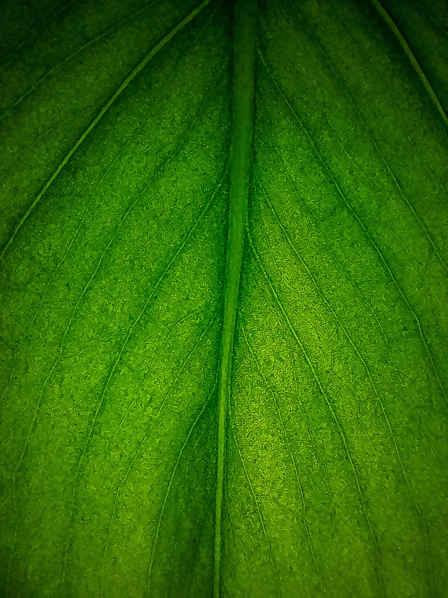 Hojas verdes de planta junto a una ventana