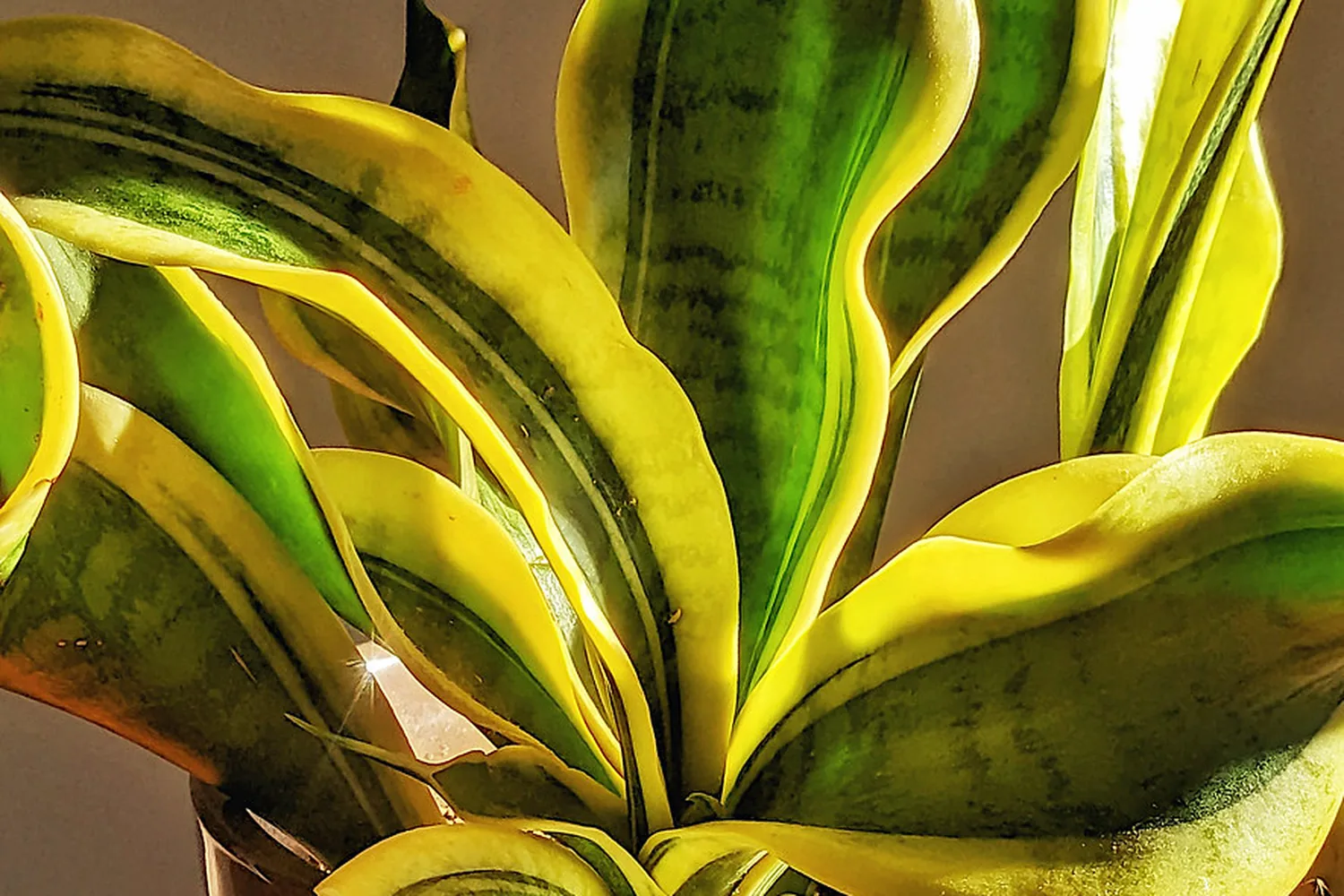 Planta de sombra en interior